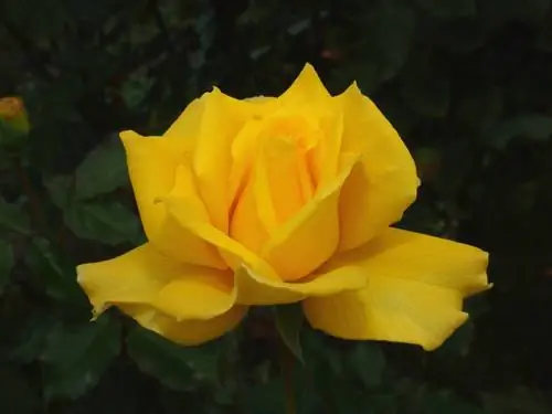 Floribunda rose species