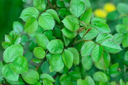 Rosa senza fiori