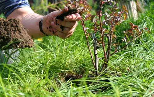 Når skal man plante roser?