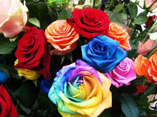 Roses de couleur