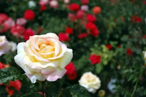 Características de la rosa