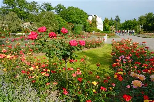 Variétés de roses