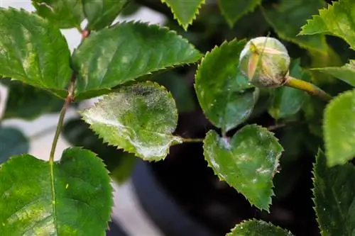 rose leaf diseases