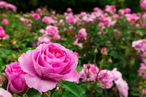 ¿Cuándo florecen las rosas?