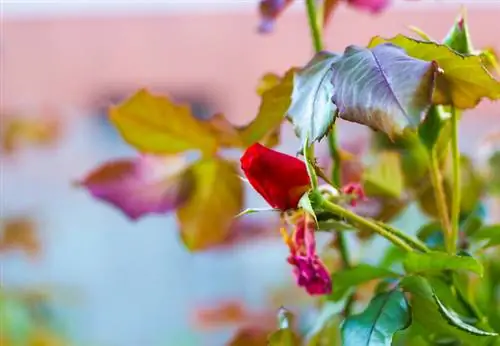 La rosa diventa marrone