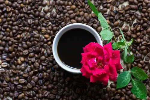 Rose coffee grounds as fertilizer