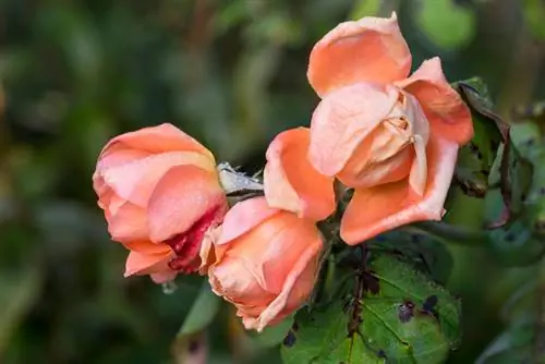 Roses turn brown