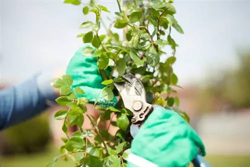 Rose cuttings