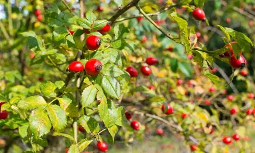 Fertilize roses in autumn