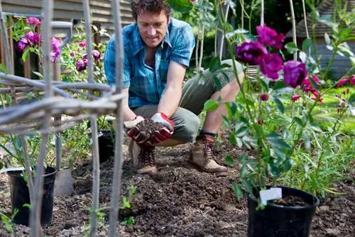 Rozen planten: de juiste grond vinden