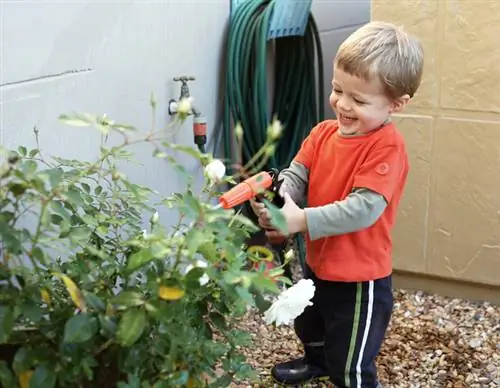 Caring for roses: How to water your plants optimally