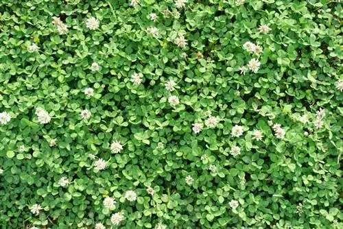 Abono verde con trébol: buenas razones para utilizarlo en el jardín