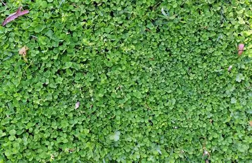 Semanggi sebagai pengganti rumput: Mengapa ini merupakan alternatif yang baik