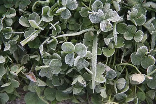 Āboliņš Frost