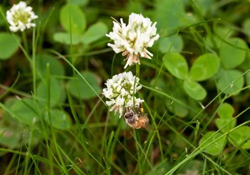 Clover as an indicator plant: What does it reveal about the soil?