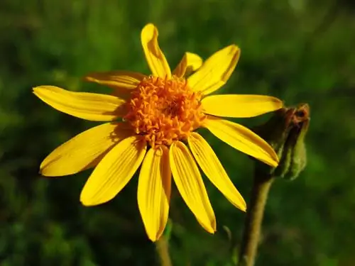 Arnica profilis: Viskas, ką reikia žinoti apie vaistinius augalus