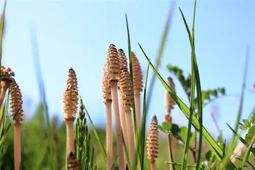 When does field horsetail bloom?