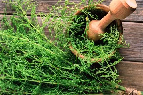 Field horsetail against fungal infestation