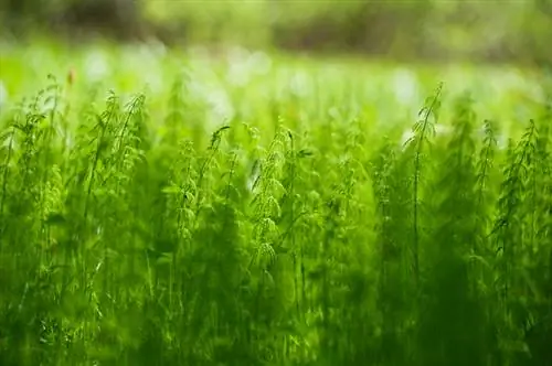 Planting field horsetail: location, care & harvest