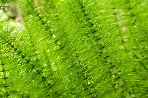 Horsetail care: lub tswv yim thiab tswv yim rau cov nroj tsuag noj qab haus huv