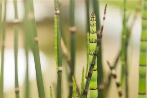 Japanese horsetail in a pot