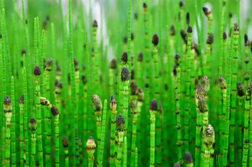 Watering Japanese horsetail