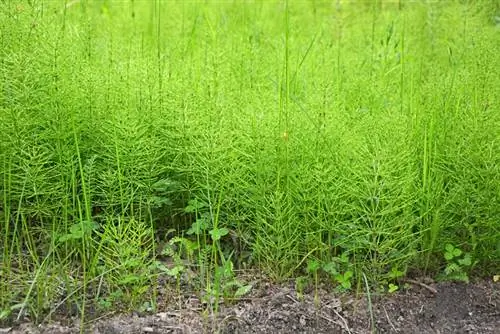 Horsetail pruning