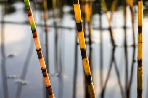 Decorative horsetail species for ponds and pots