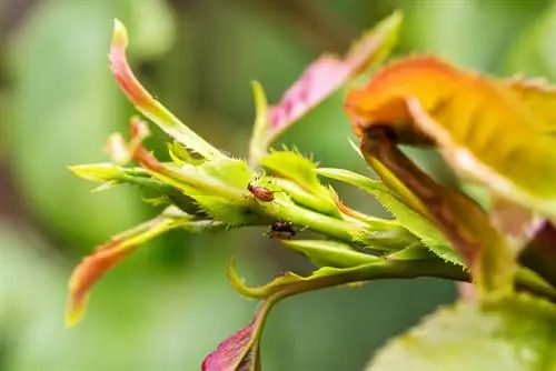 Asiūklis nuo kenkėjų ant rožių