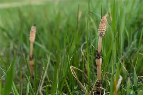 Horsetail በአልጋ ላይ