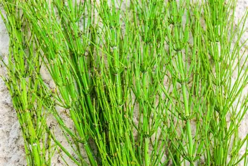 በባልዲ ውስጥ Horsetail