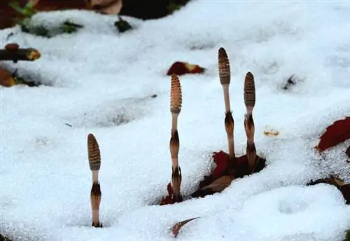 Horsetail Frost