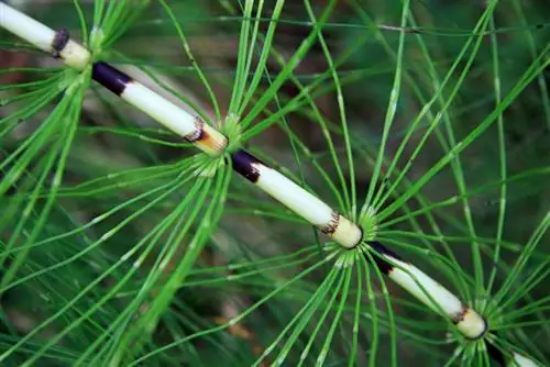 Horsetail yam ntxwv