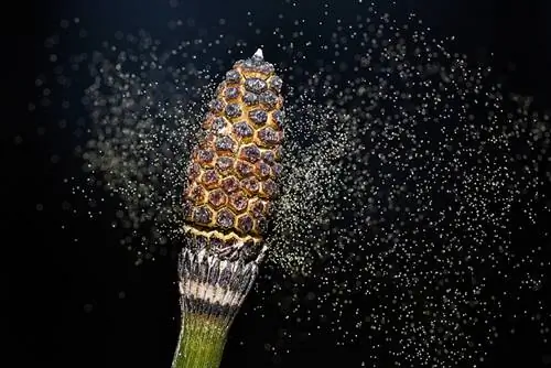 Horsetail propagation: Ito ay kung paano ito gumagana nang mabilis at madali