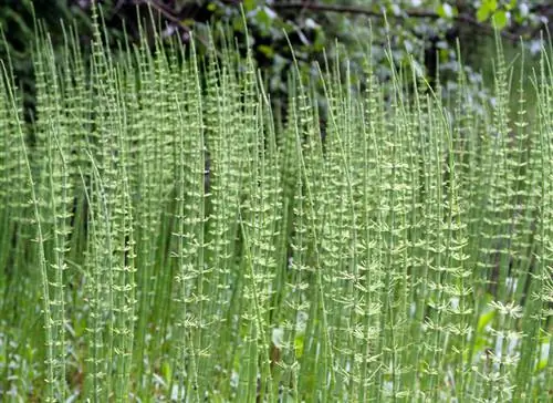 Paardestaartmoeras in de tuin? Hier leest u hoe u van hem af kunt komen