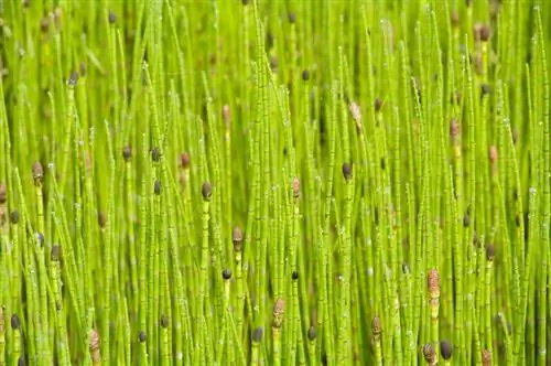 Overwintering pond horsetail: when and how is it necessary?