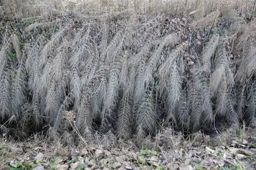 Perdestert in die winter: Hoe om die plant gesond te hou