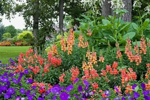 Sowing snapdragons