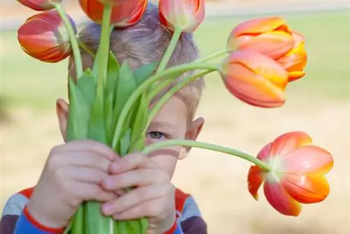 Tulipes comestibles