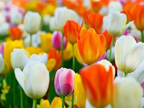 Couleurs des tulipes : Que signifient les différentes nuances ?