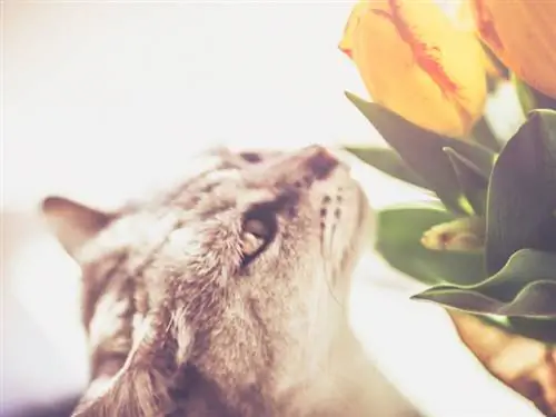 Gifwaarschuwing: hoe gevaarlijk zijn tulpen voor onze katten?