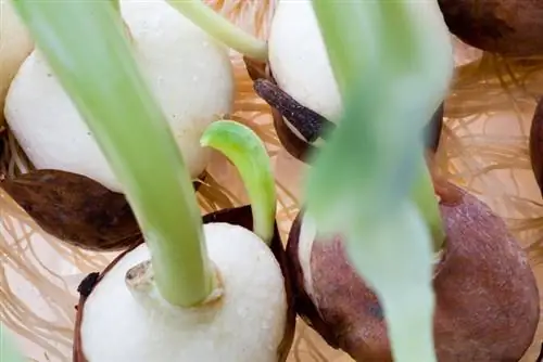 Tulipani nell'acqua