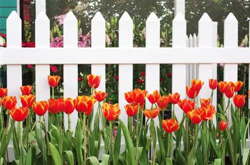 Giường hoa tulip