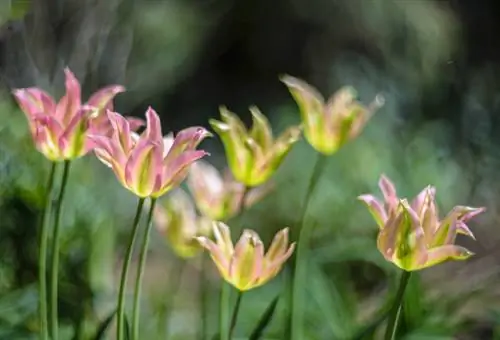 Tulipes Viridiflora