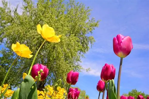 Tulipaner blomstrer tid