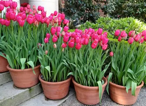 একটি বালতি মধ্যে Tulips