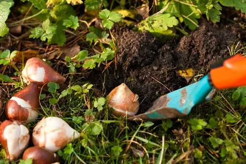 Cik dziļi man vajadzētu stādīt tulpes?