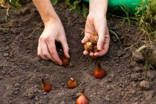 Wanneer tulpen planten?