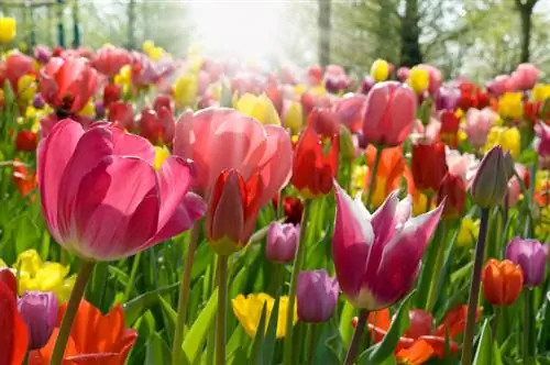 Lo splendore dei tulipani grazie alla giusta posizione: funziona così