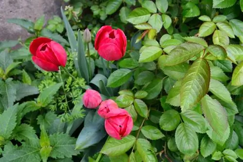 Rosas e tulipas